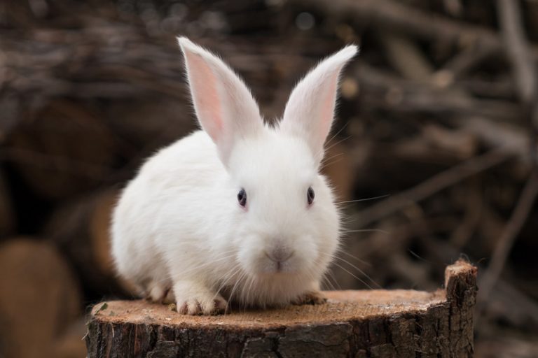 Can Rabbits Eat Whole Oats? Animals HQ