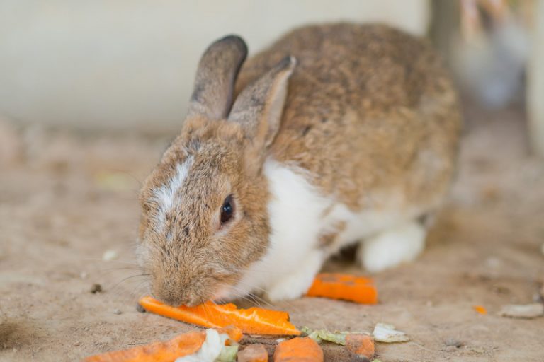Can Rabbits Eat Whole Oats? Animals HQ