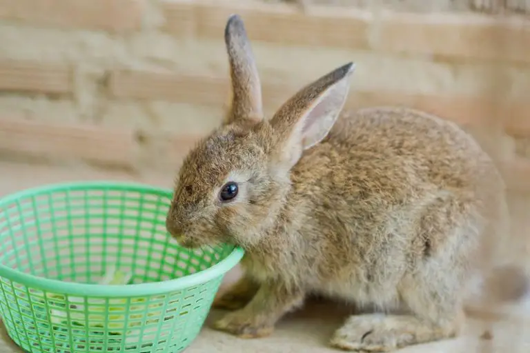 Can Rabbits Eat Whole Oats? Animals HQ