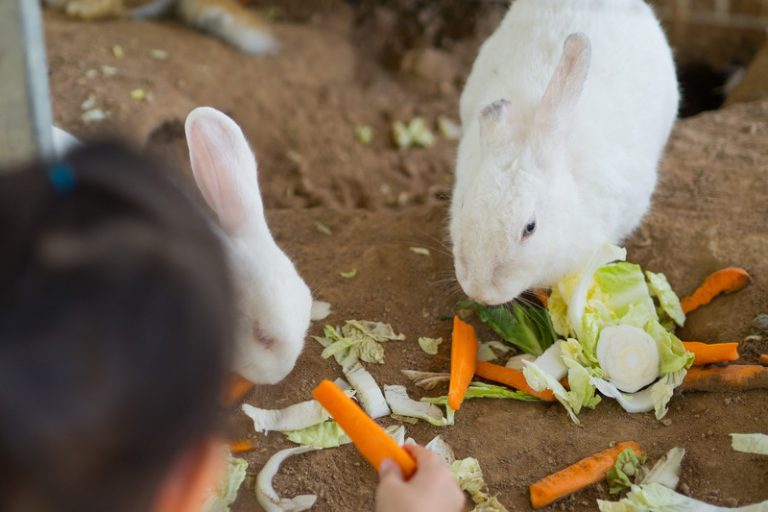Can Rabbits Eat Whole Oats? Animals HQ