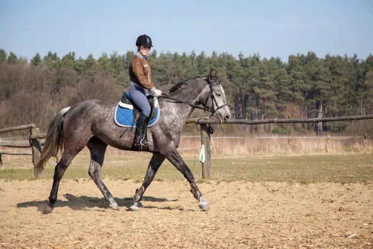 How Soon can you Ride a Mare after Foaling (Explained!) Animals HQ