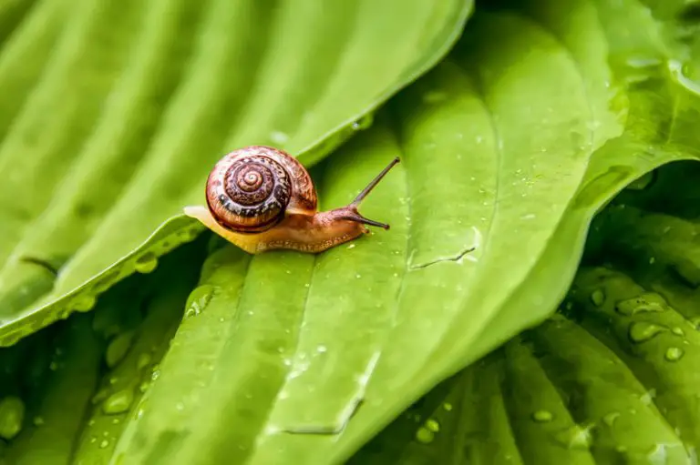 Can a Snail Live Without Water? (All You Need to Know!) Animals HQ