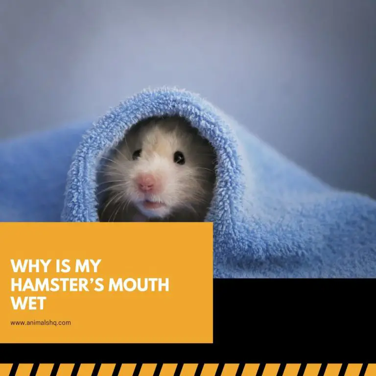 Why Is My Hamster’s Mouth Wet? (All You Need to Know!) Animals HQ