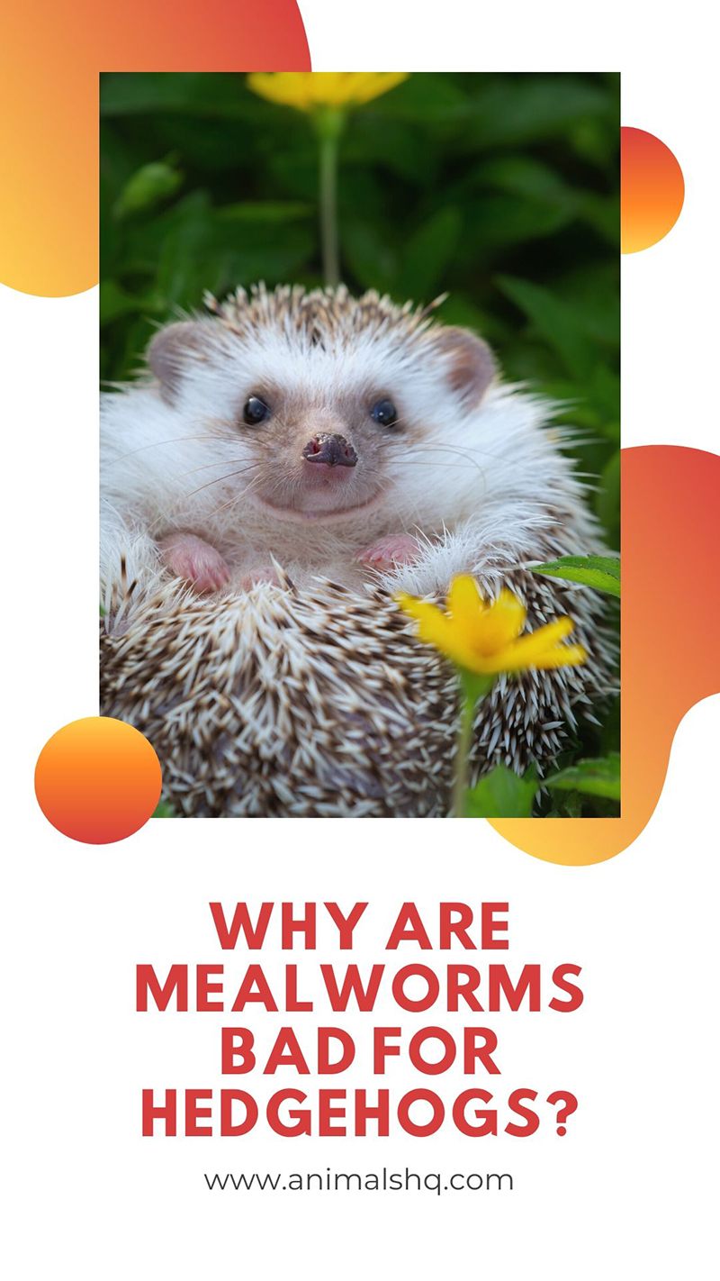 Why are Mealworms Bad for Hedgehogs? (Explained!) Animals HQ