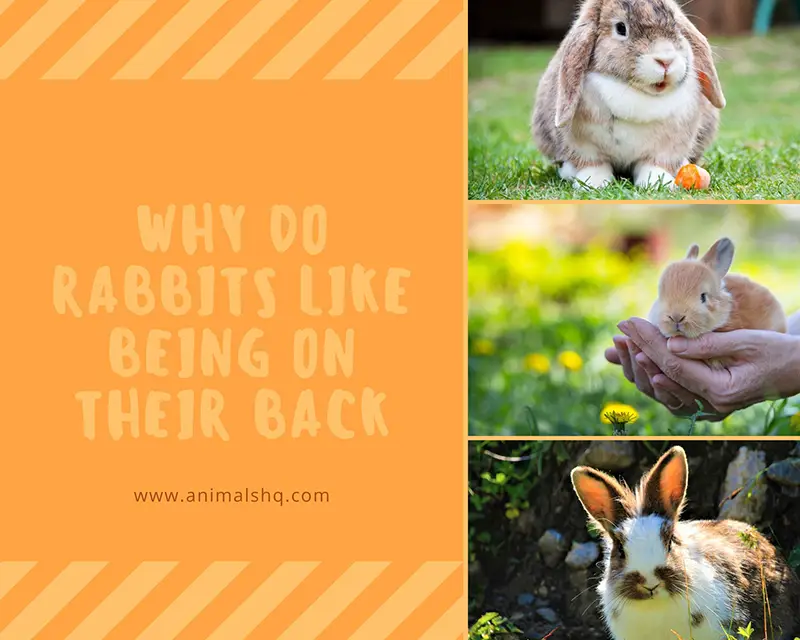 Why Do Rabbits Like Being On Their Back Animals Hq
