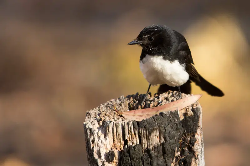 Willie wagtail - New Zealand Birds Online