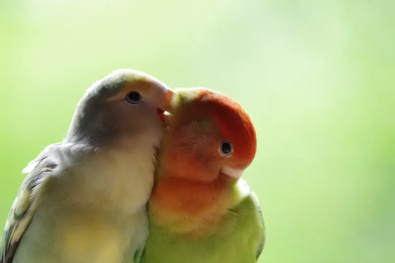 What Does It Mean When Birds Kiss Each Other Explained Animals Hq What Does It Mean When Birds Kiss Each Other Explained Animals Hq