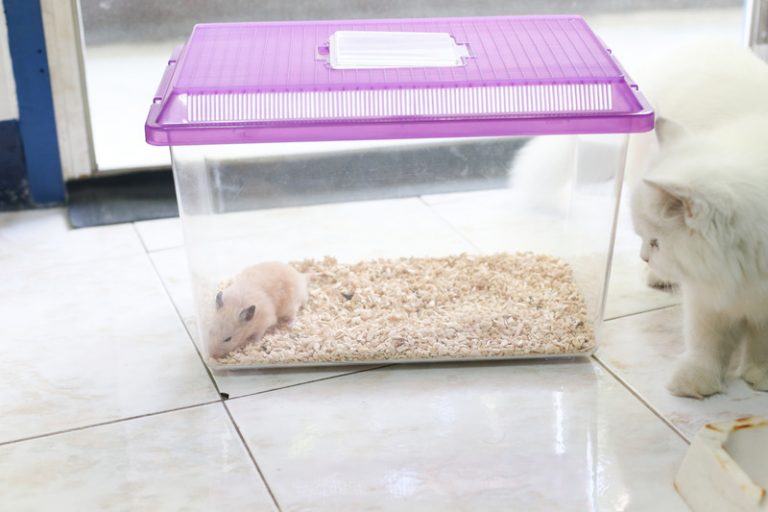 Would a Cat Kill a Hamster? (All You Need to Know!) Animals HQ