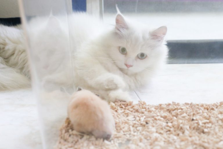 Would a Cat Kill a Hamster? (All You Need to Know!) Animals HQ