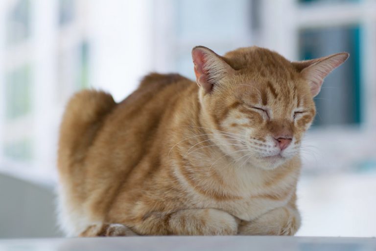 Why Is My Cat Throwing Up Pink Liquid? (Explained!) Animals HQ