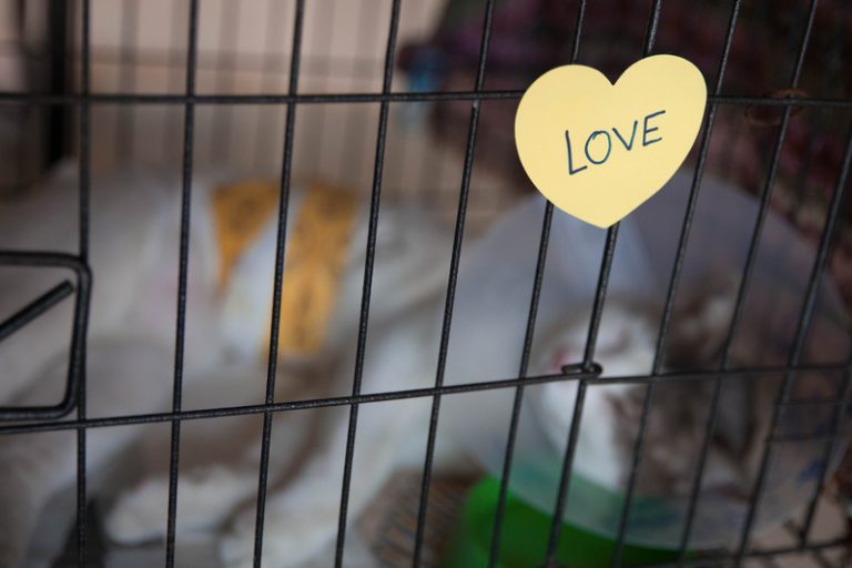 Why Is My Cat Throwing Up Pink Liquid? (Explained!) Animals HQ