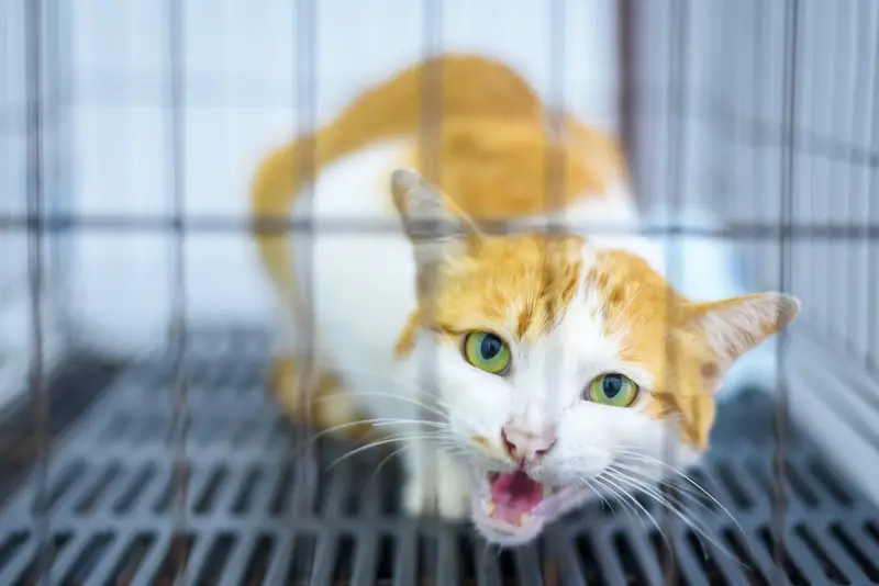 Cat beaten to death in York reward launched to find his killers YorkMix