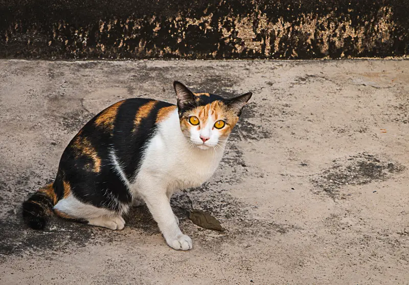 Veterinary Practice Why Is My Cat Drooling And Acting Weird