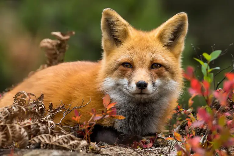 Can a Fox Survive With a Broken Leg? (Explained!) Animals HQ