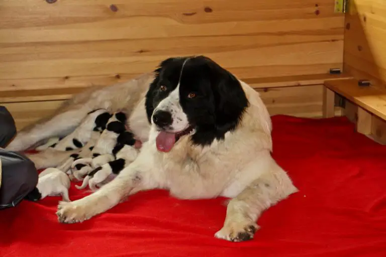 can-a-dog-be-in-heat-again-after-2-months-explained-animals-hq