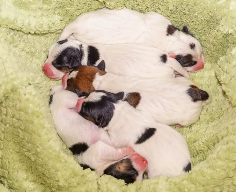 Can a Dog Be In Heat Again After 2 Months? (Explained!) Animals HQ