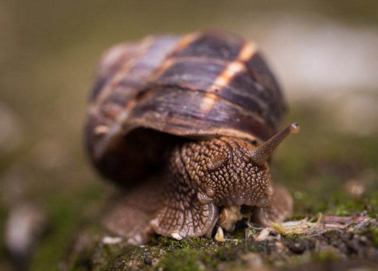 How Long Can a Snail Go Without Eating? (Explained!) Animals HQ