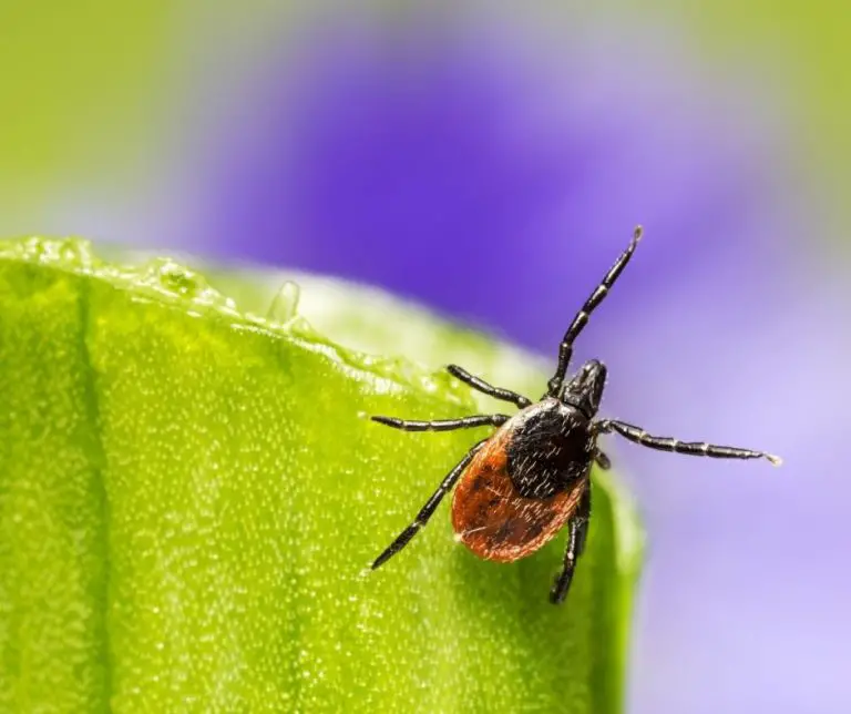 What Animals Eat Ticks? (All You Need to Know!) Animals HQ