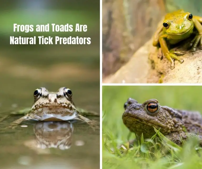 What Animals Eat Ticks? (All You Need to Know!) Animals HQ