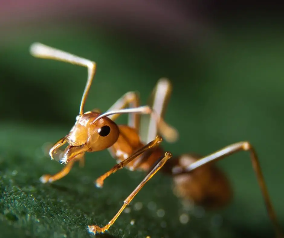 What Do Ants Eat In The Rainforest Explained Animals Hq