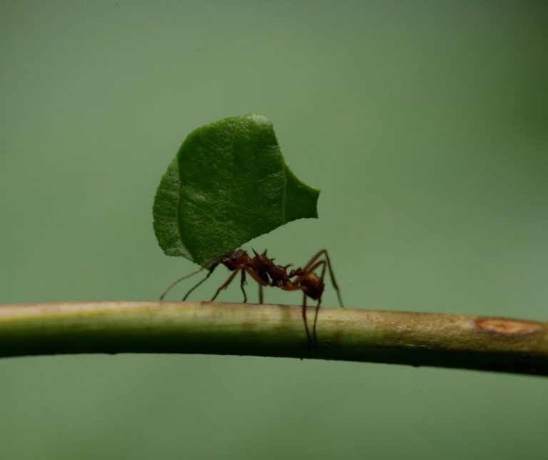 What Do Ants Eat in The Rainforest? (Explained!) Animals HQ