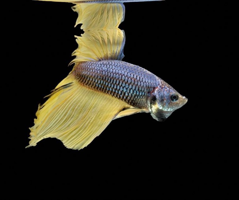 How Betta Fish Lay Eggs (All You Need to Know!) Animals HQ