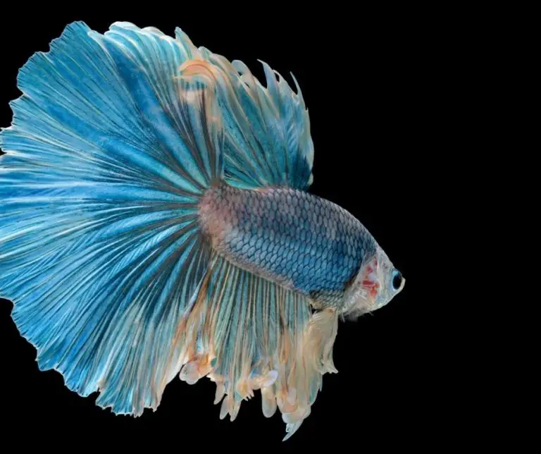 How Betta Fish Lay Eggs (All You Need to Know!) Animals HQ