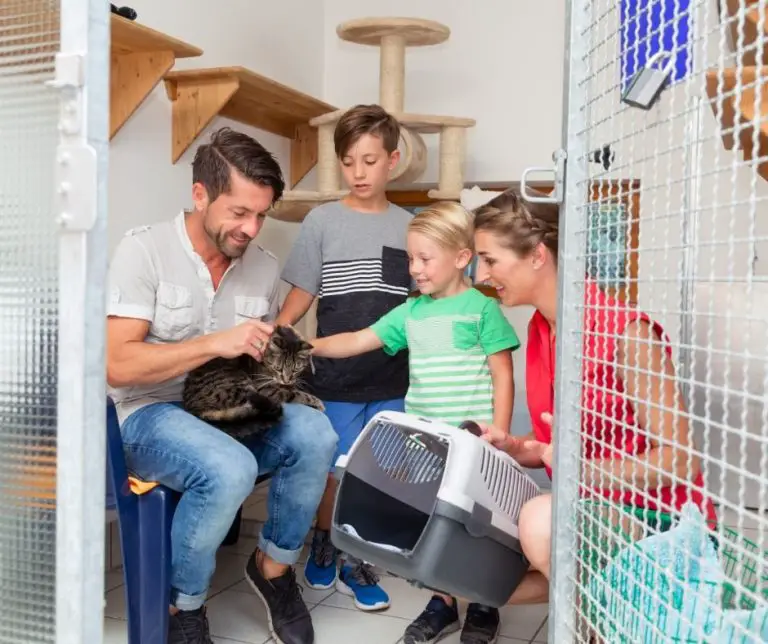 Is it Ok to Board a Cat? Animals HQ