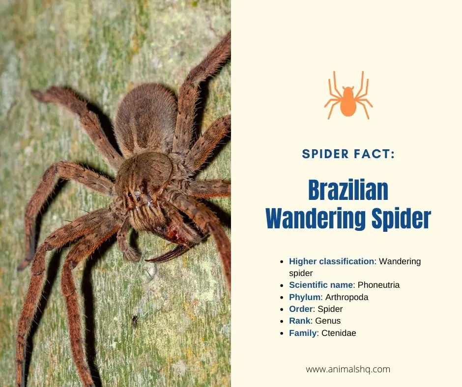 brazilian wandering spider diagram