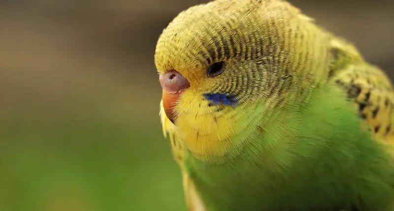 How do you Tame a Female Budgie? - Animals HQ