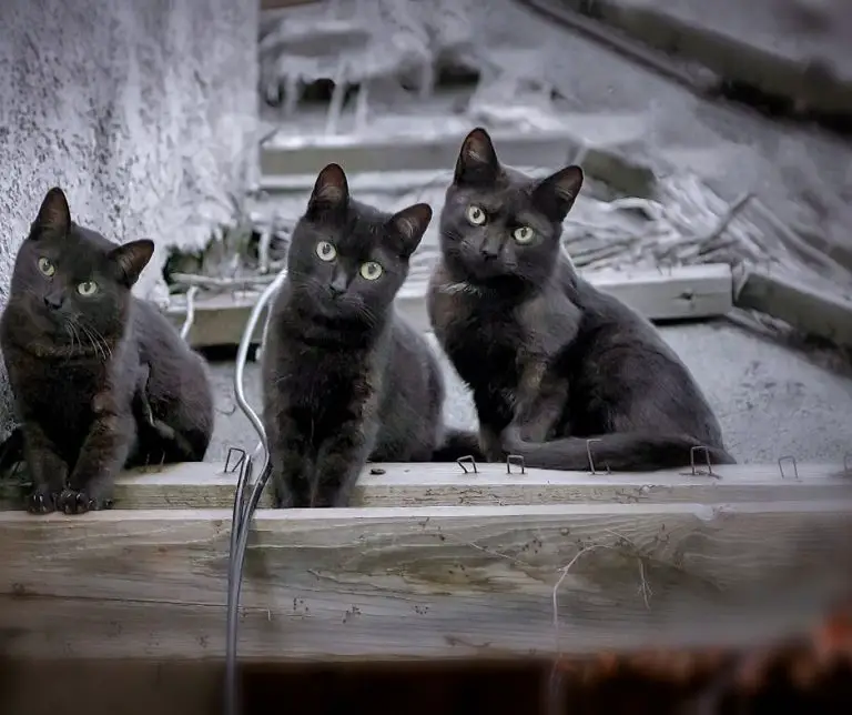 What Breed Of Cats Have Black Paw Pads? Animals HQ