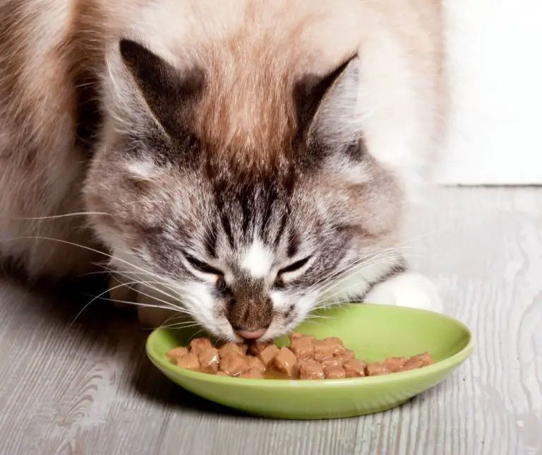 How Long Does It Take for a Cat to Digest its Food? (All You Need to