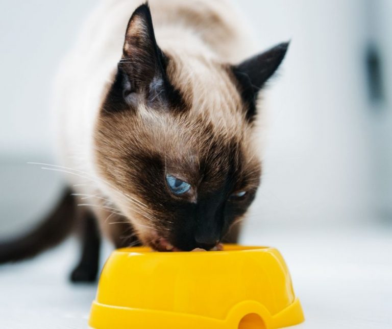 How Long Does It Take for a Cat to Digest its Food? (All You Need to