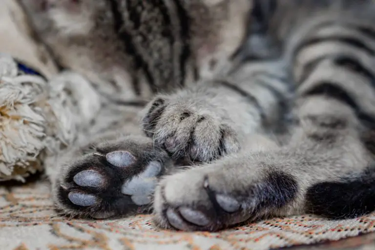 Do Cats Paw Pads Change Color? (Explained!) Animals HQ