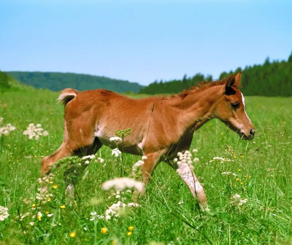 What Is the Difference Between a Colt and a Foal? (Explained!) - Animals HQ