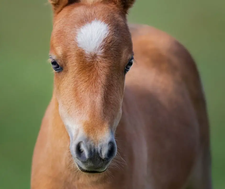 What Is the Difference Between a Colt and a Foal? (Explained!) - Animals HQ
