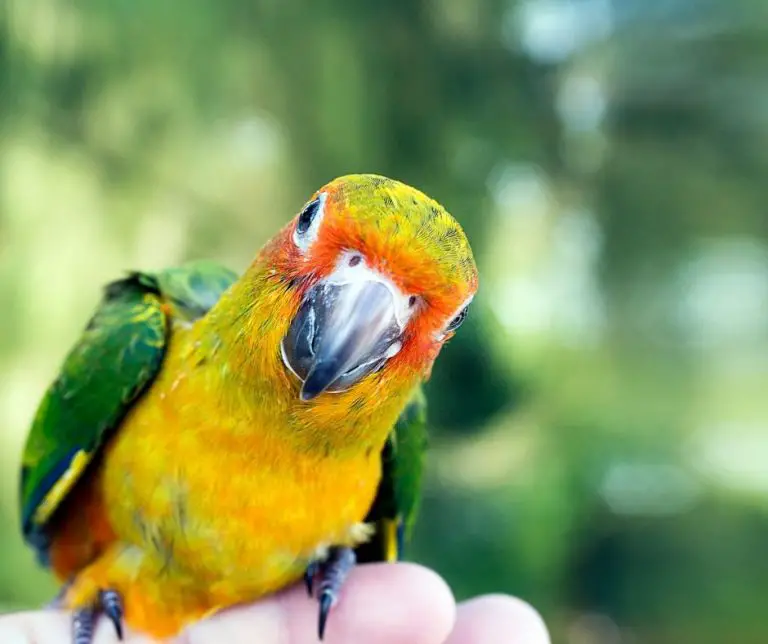 How Do Conures Show Affection? (All You Need to Know!) Animals HQ