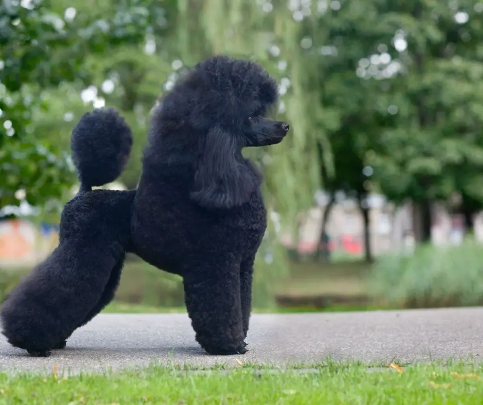 why are dogs bred with poodles
