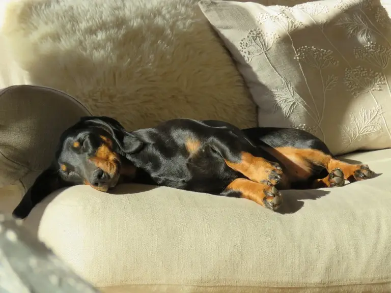 At What Age Do Dachshunds Calm Down? Animals HQ