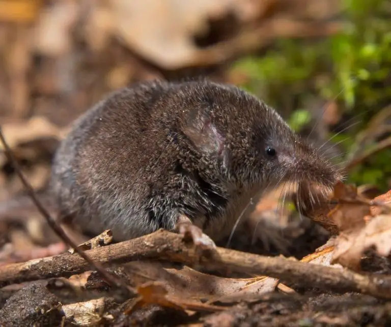 37 Amazing Animals From The Desert (With Pictures)