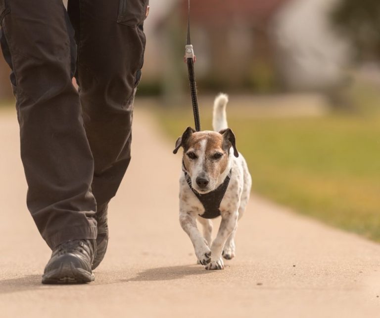 Do Dogs Get Bored of the Same Walk? (All You Need to Know!) Animals HQ