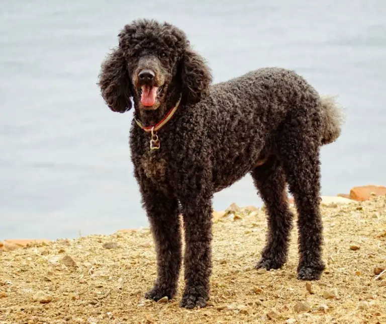How Much Exercise Does a Poodle Need? (All You Need to Know!)