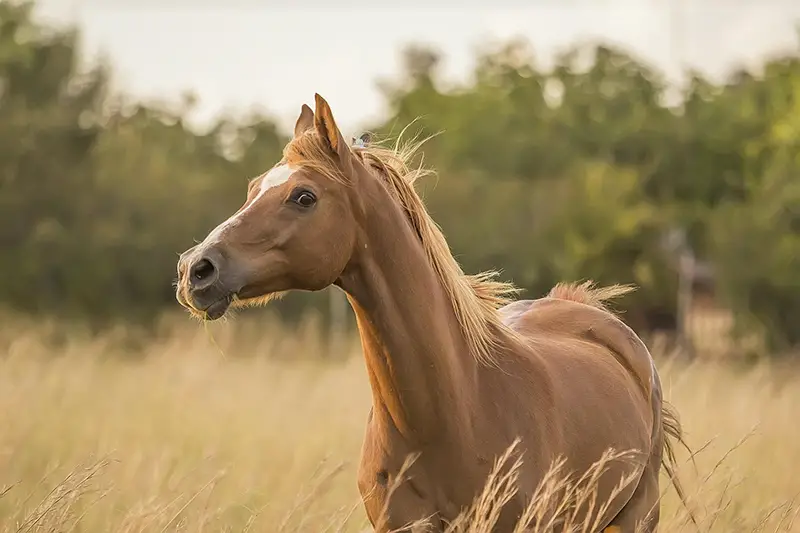 Why Do Horses Have Manes? - Animals HQ