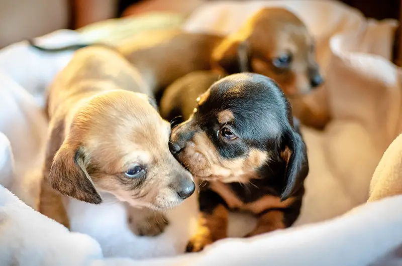 How Many Puppies Can A Miniature Dachshund Have?
