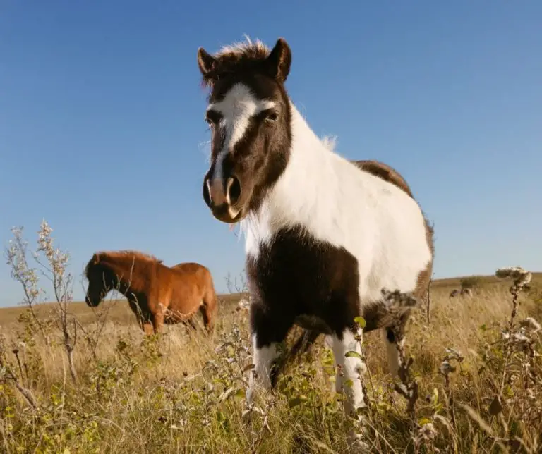 Can Miniature Horses Eat Alfalfa? Animals HQ