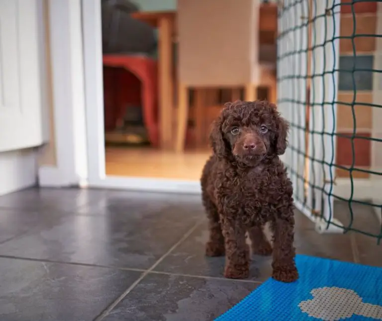 Do Miniature Poodles Need a Lot of Exercise? (All You Need to Know!)