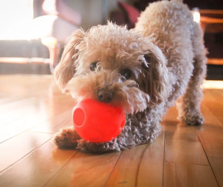 Do Poodle Puppies Bite A Lot? - Animals HQ