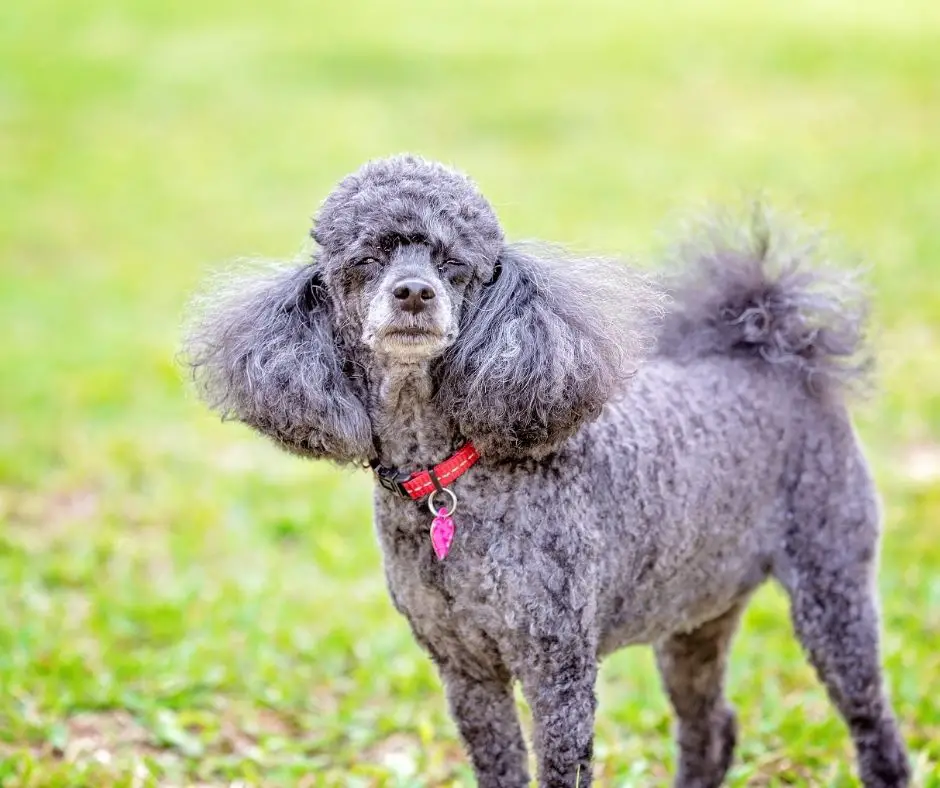 Do Poodle Puppies Bite A Lot? Animals HQ