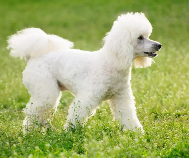 Why Do Poodles Bark So Much? Animals HQ