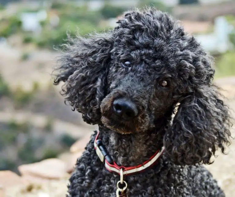 Why Do Poodles Bark So Much? Animals HQ
